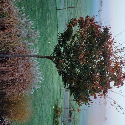 feulliage d'automne