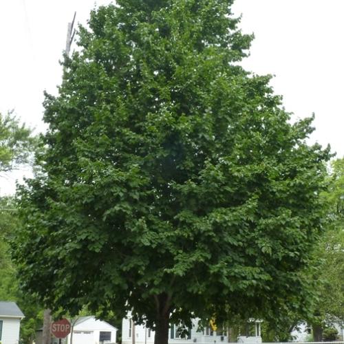 feuillage d'été
