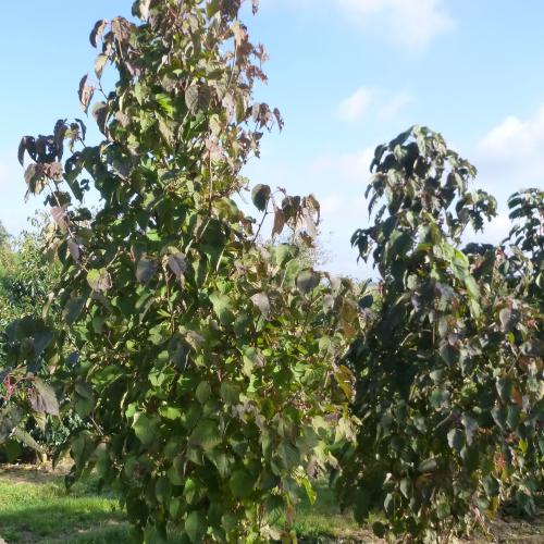feuillage d'été