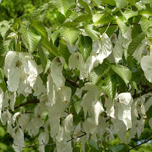 floraison