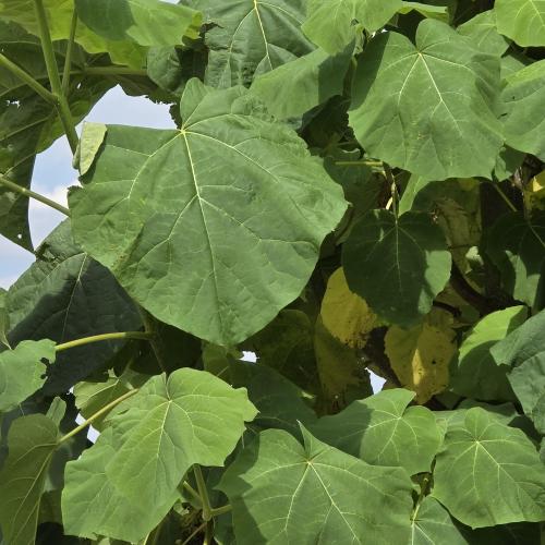 Paulownia feuillage