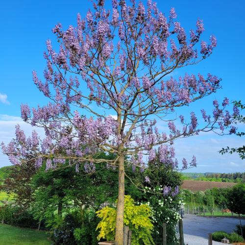 Paulownia en fleur