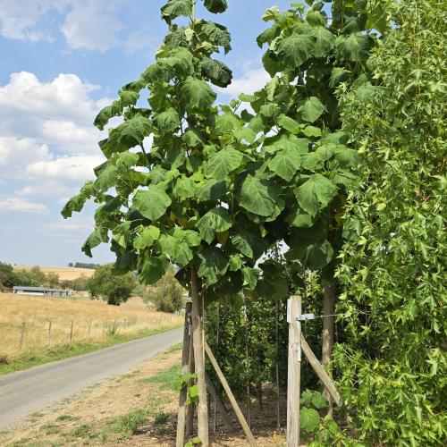 Paulownia 18/20