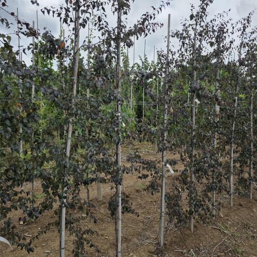 Betula pendula Royal  Frost baliveau 225/250