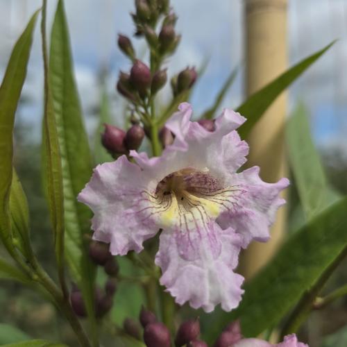 floraison