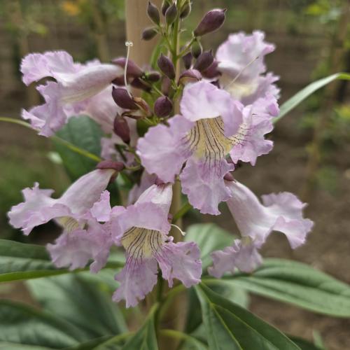 grappe de fleurs