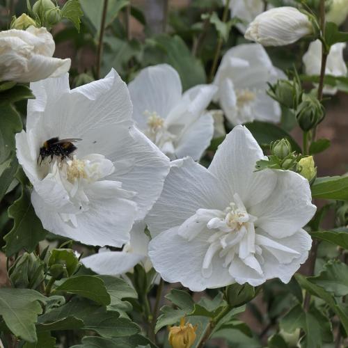 floraison