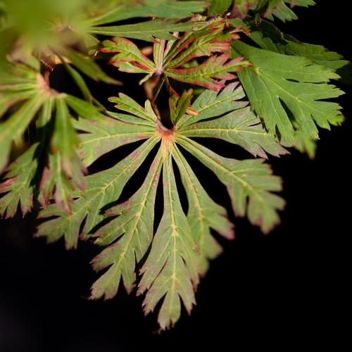 Acer japonicum Aconitifolium