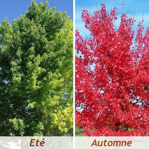Plante : ACRUOC