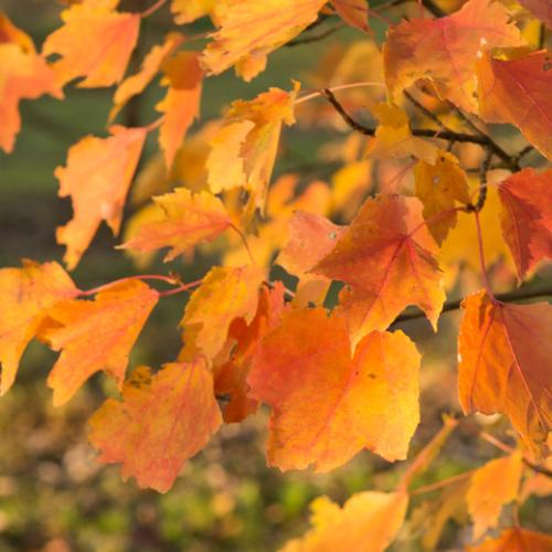 Acer rubrum Scanlon