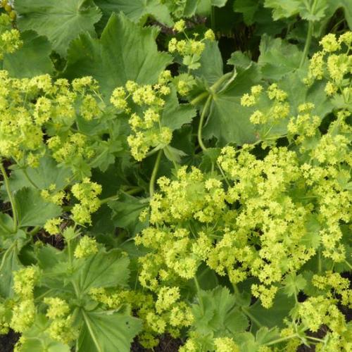 Plante : ALMO