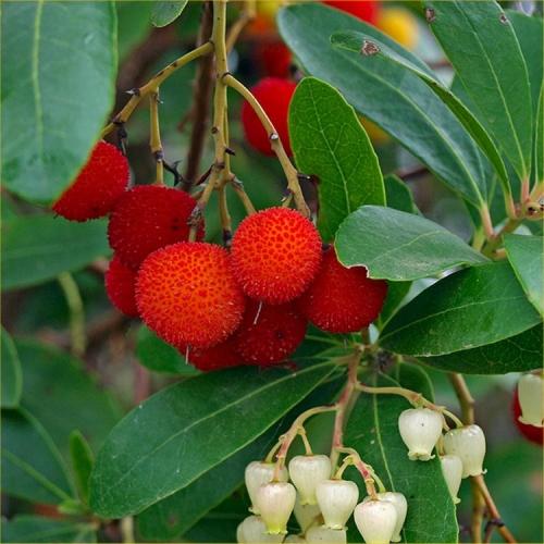 Arbutus unedo Rubra