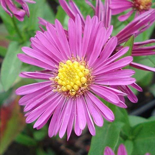 Aster dumosus Jenny