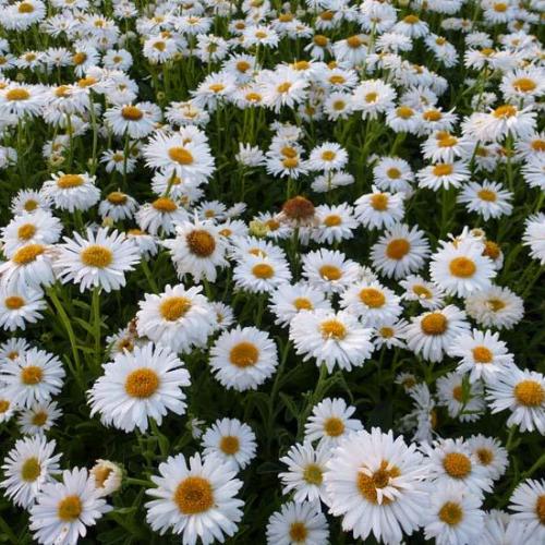 Aster dumosus Kristina