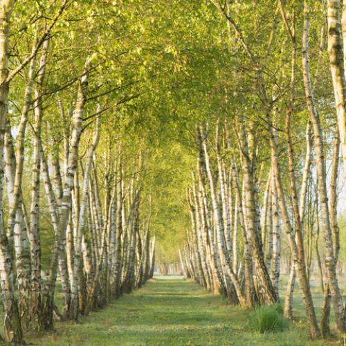 *Betula pubescens