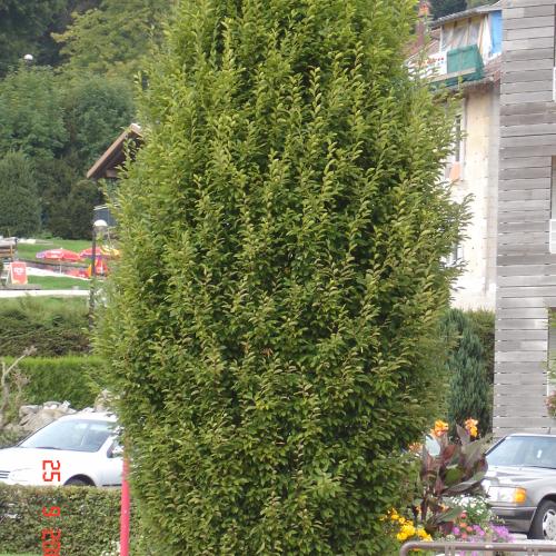 Carpinus betulus Fastigiata