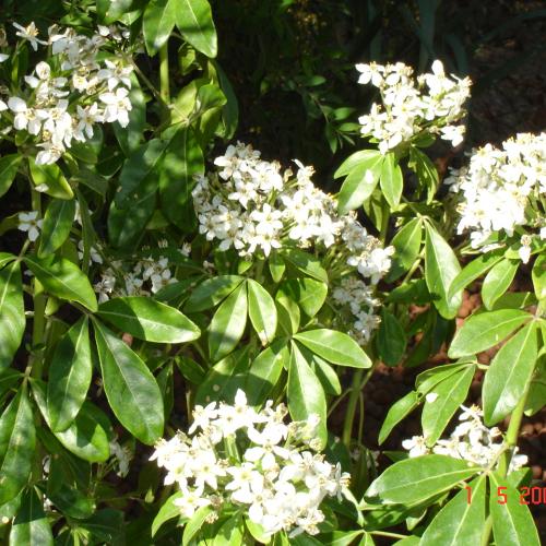 Choisya ternata