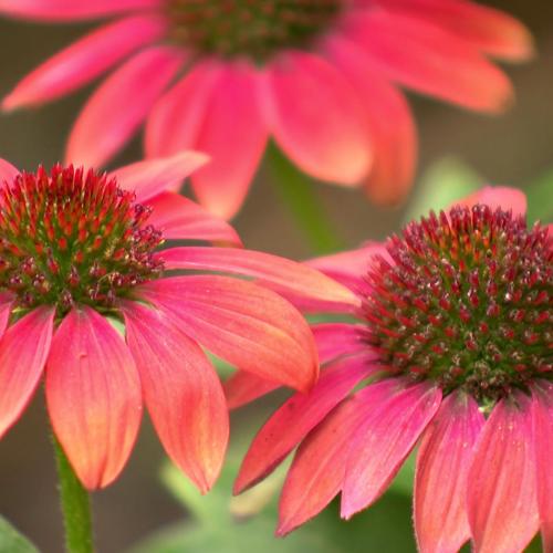Echinacea purpurea Julia