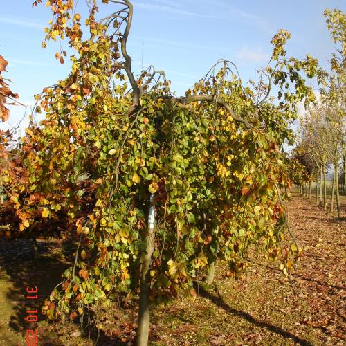 Fagus sylvatica Pendula