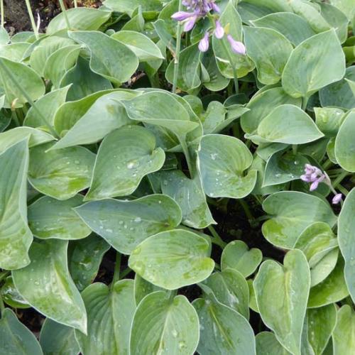 Hosta hyb True Blue