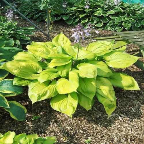 Hosta hybride Sum and Substance