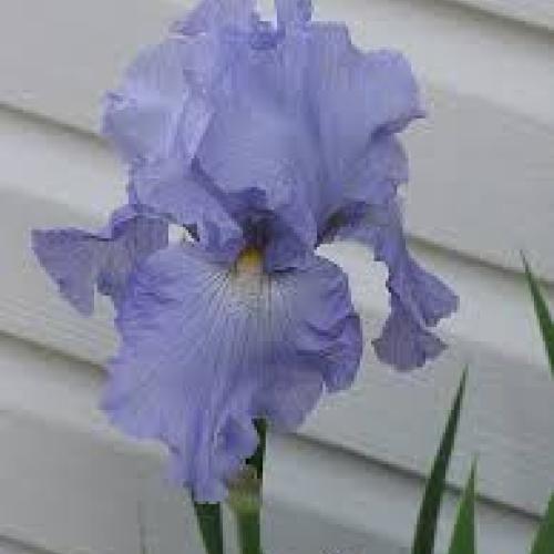 Iris geman 'Babbelling Brook'