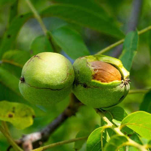 Juglans regia Fernor