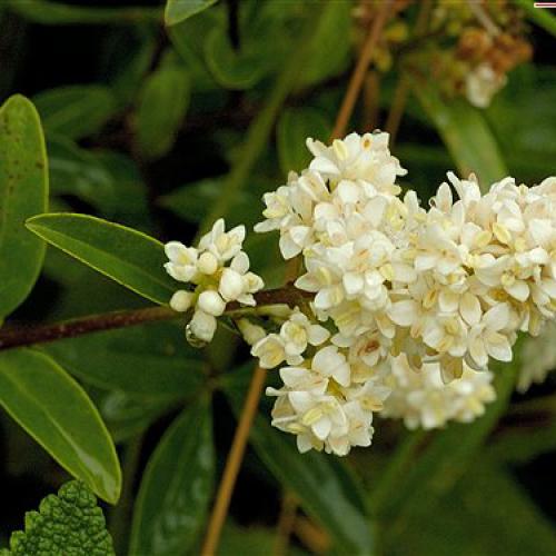 Ligustrum vulgaris