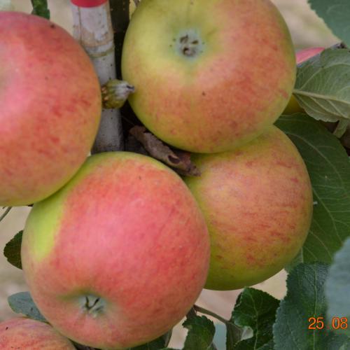 Plante : MAAL