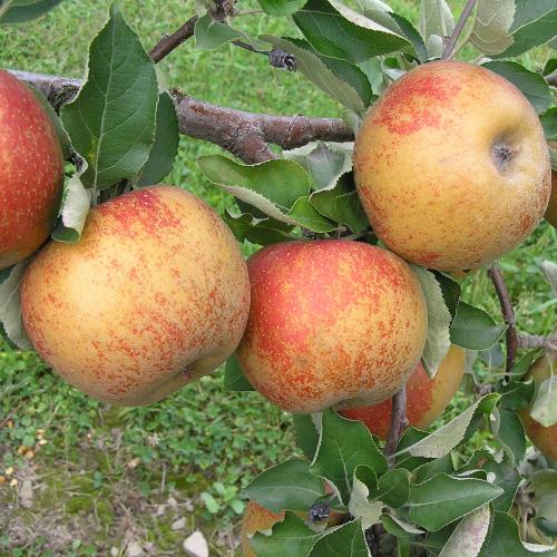 Malus Karmijn de Sonnaville