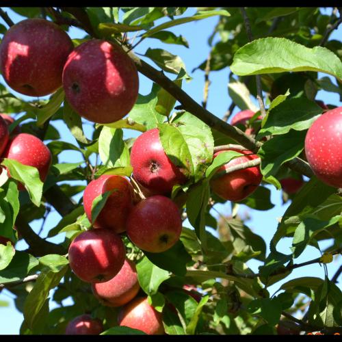 Malus La Paix