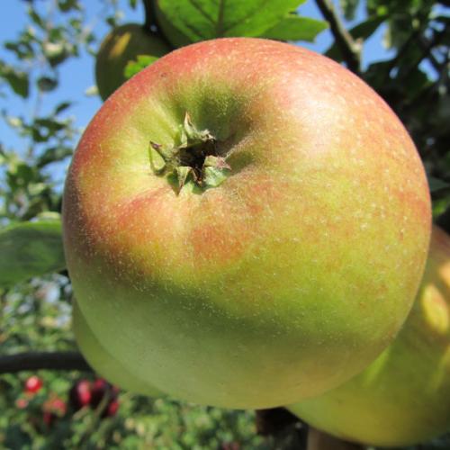 Malus Reinette de Blenheim