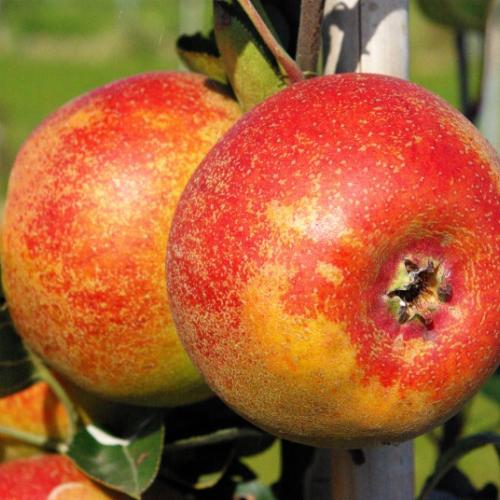 Malus Reinette de Chenée