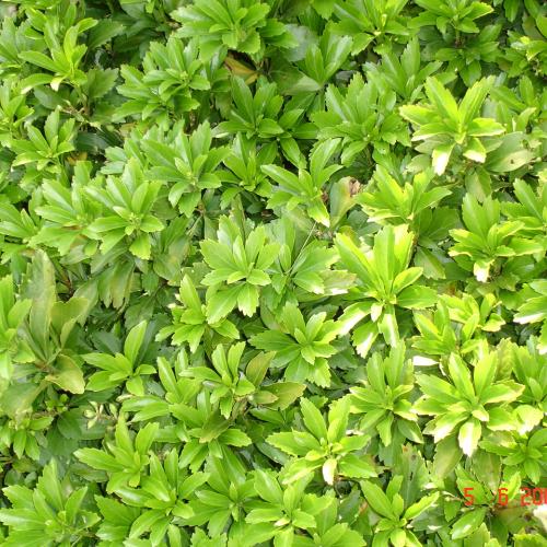 Pachysandra terminalis