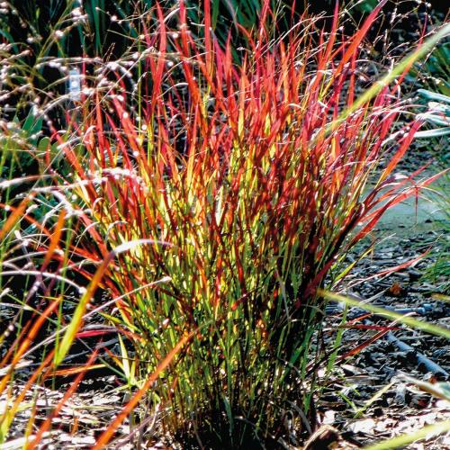 Panicum virg. Sangria