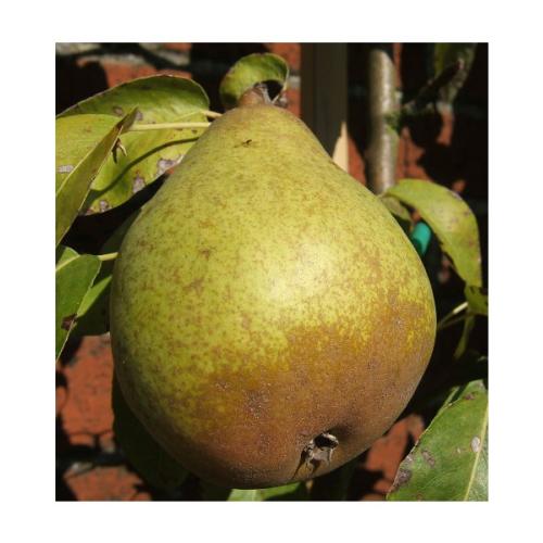 Pyrus Beurre d'Anjou