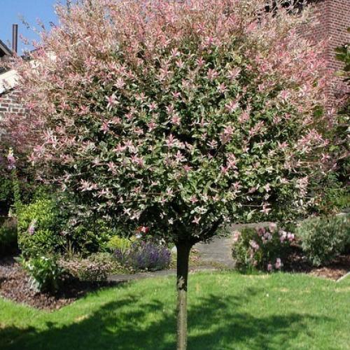 Salix integra Hakuro Nishiki