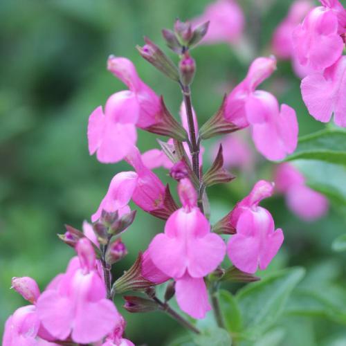 Salvia microphylla Beauty Pink