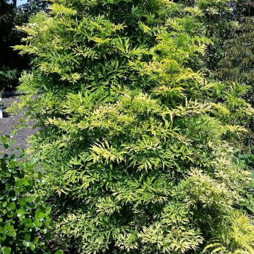 Sambucus nigra Golden Tower
