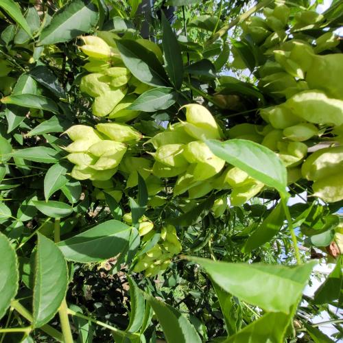 Staphylea colchica