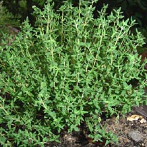 Thymus vulgaris compactus (Thym)