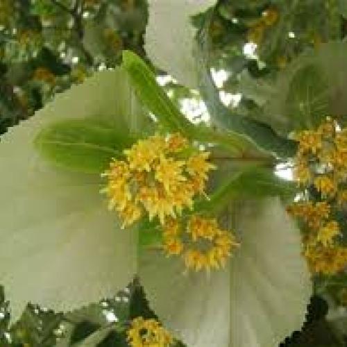 Tilia tomentosa Brabant